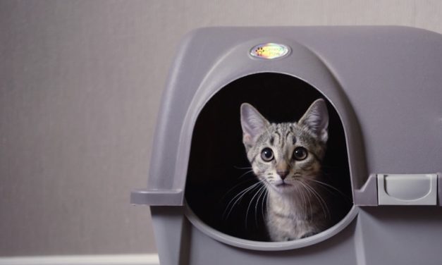 Omega Paw Roll ‘n Clean: The Easy, Low-Maintenance Litter Box